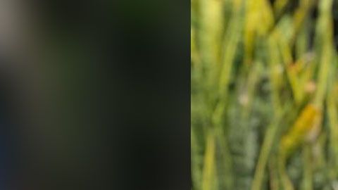 Miguel Antunes era natural de Zimbabue aunque llevaba 11 años residiendo en el sur de la Florida.