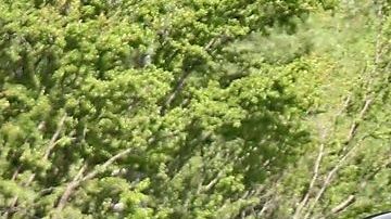 Quiñones se dirigía a su entrenamiento con el club cuando lo detuvo la autoridad.