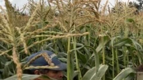 Jornaleros mexicanos.