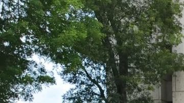 Batalla por custodia