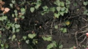 Deudos de la mujer que murió en ataque en la CDMX.