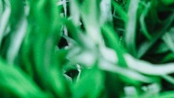 Tomate-vegetales-Rauf Allahverdiyev en Pexels