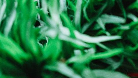 Tomate-vegetales-Rauf Allahverdiyev en Pexels