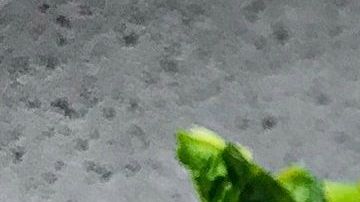 Tostada aguacate-Daria Shevtsova en Pexels