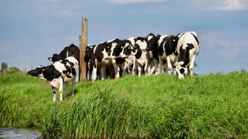 Se ha hallado material del virus de gripe aviar H5N1 en vacas lecheras.