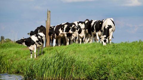 Se ha hallado material del virus de gripe aviar H5N1 en vacas lecheras.