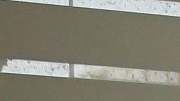 El virus es transmitido por el murciélago frutero.