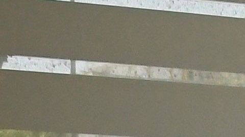 El virus es transmitido por el murciélago frutero.