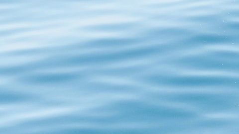 El delfín se mostró juguetón todo el tiempo.