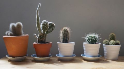 Los cactus absorben las malas energías.