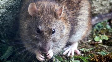 Las ratas pueden transmitir enfermedades a los humanos.
