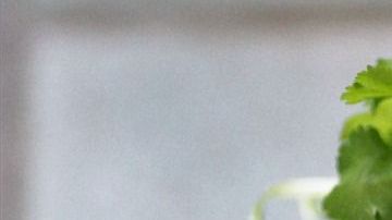 El extracto de cilantro ayuda a tu cuerpo a eliminar el exceso de sodio y agua.