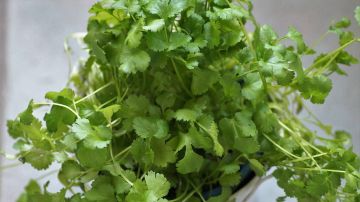 El extracto de cilantro ayuda a tu cuerpo a eliminar el exceso de sodio y agua.