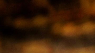 El conejo es de una raza especial.