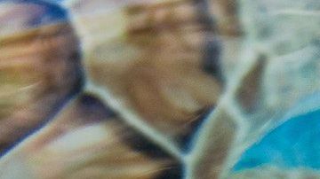 Las tortugas buscarían un sitio para reproducirse de forma natural.