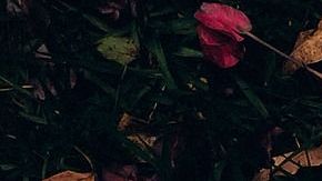 Conoce los signos más fieles al amor.