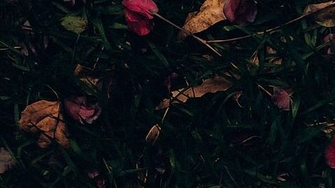 Conoce los signos más fieles al amor.