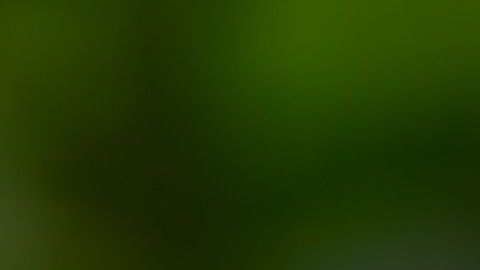 El toloache es muy usado en amarres de amor.