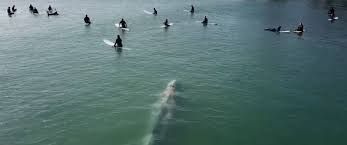 Una ballena nada entre surfistas en California.