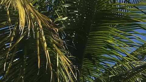 El Disney Dream desde Castaway Cay, la isla de Disney en las Bahamas.