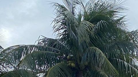 Pintadas en la estatua de Cristóbal Colón en el centro de Miami.