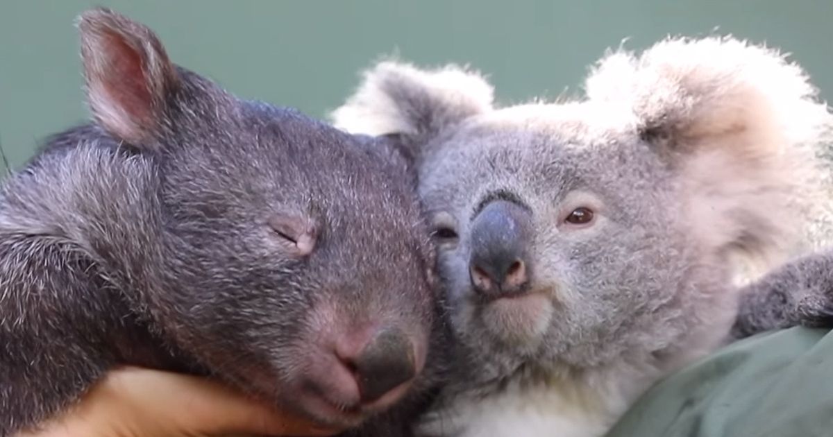 Tema Koala La Raza