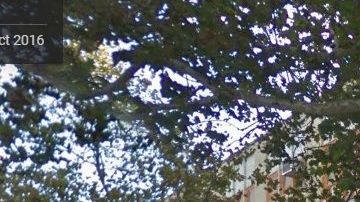 El alumno fue detenido en la MS 135/Bronx Park Middle School.,