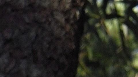 El eucalipto posee interesantes propiedades esotéricas.