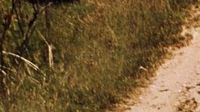 Wagon Ford Bronco Sport 1967.
Crédito: Cortesía Ford.