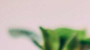 Foto: Kristina Paukshtite/ Pexels