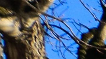 Foto: Paula Guerreiro/Pixabay. Los gatos suelen salir de su hogar por su instinto de reproducción.