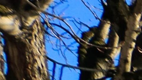 Foto: Paula Guerreiro/Pixabay. Los gatos suelen salir de su hogar por su instinto de reproducción.