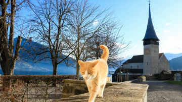 Foto: Paula Guerreiro/Pixabay. Los gatos suelen salir de su hogar por su instinto de reproducción.