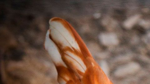 El hombre pensó que podría escoger el número de gallinas con el que se quedaría.