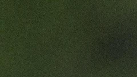 Los avispones gigantes pueden llegar a medir unos 5 centímetros.