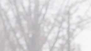 ICE continuará con sus operaciones.