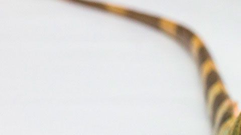 Las iguanas pueden llegar a crecer al menos 5 pies de largo.