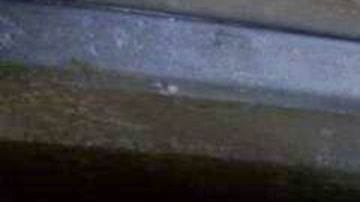 indocumentados en tráiler