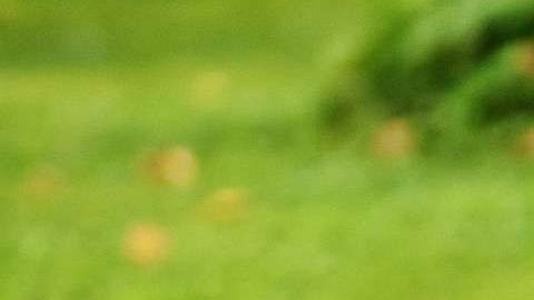 Si estás en búsqueda de una podadora, checa esta guía.