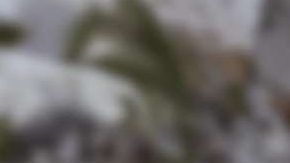 Nikola Badger.
Crédito: Cortesía Nikola Corp.