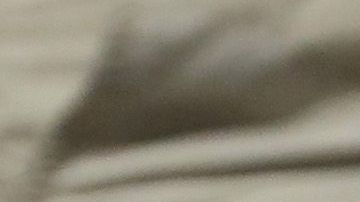 novias de mayweather