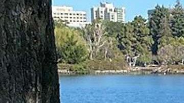 El muñeco colgando de una soga apareció en la cuadra 2100 de Lakeshore Avenue, según la policía de Oakland.