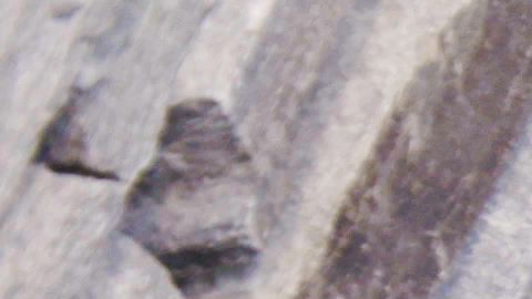 Puedes responder el cuestionario en línea y en tu idioma; no te tomará más de 10 minutos. /cortesía Oficina del Censo.