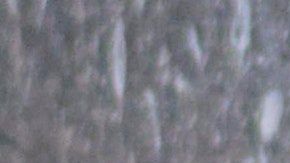 A primera vista, sí parece un oso.