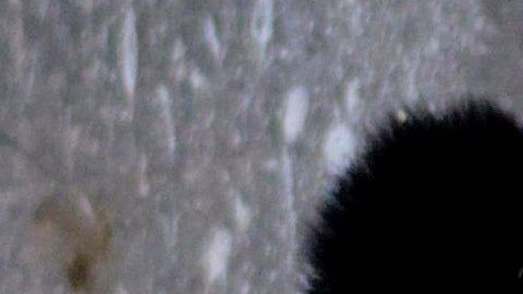 A primera vista, sí parece un oso.