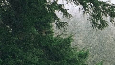 El joven se lanzó a un tren.