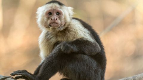 Según los vecinos, el animal se volvió agresivo tras la muerte de su dueño que le daba licor para beber.