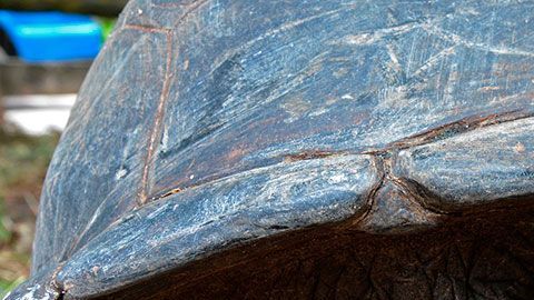 En Massachusetts, es considerado un delito grave infligir crueldad a un animal.