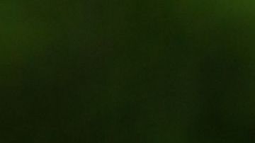 Al perrito le hacen falta las patas delanteras.