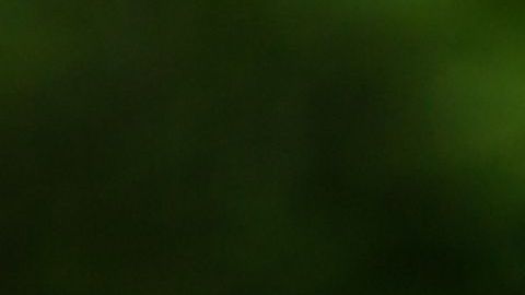 Al perrito le hacen falta las patas delanteras.